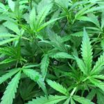 marijuana plant pot plant new jersey marijuana laws